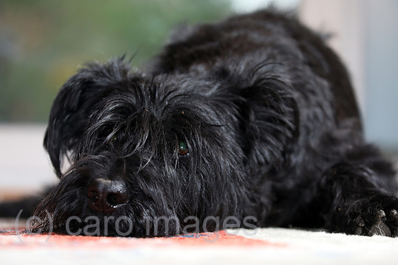00S190405D256CAROEX.JPG