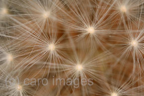00S190525D102CAROEX.JPG