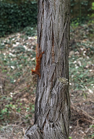 00S190405D362CAROEX.JPG