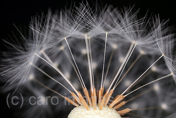 00S190525D104CAROEX.JPG