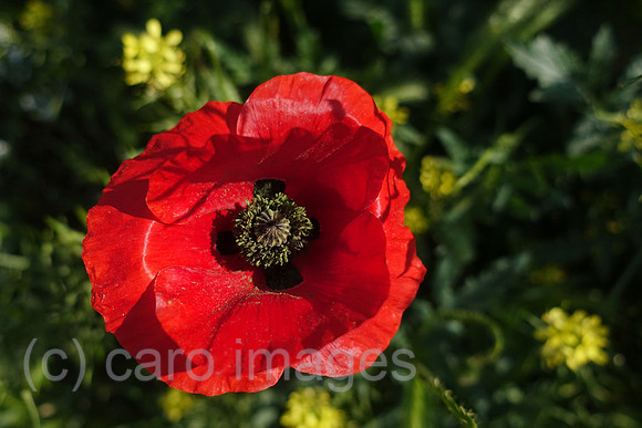 00S190524D099CAROEX.JPG