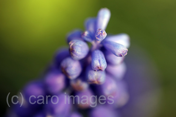 00S190415D097CAROEX.JPG
