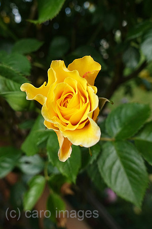 00S190530D106CAROEX.JPG