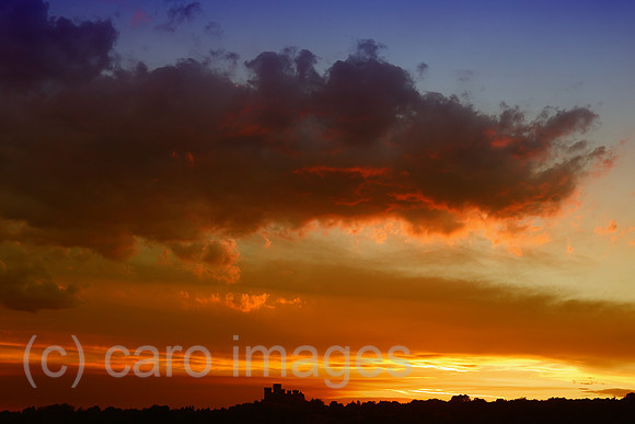 00S170724D024CAROEX.JPG