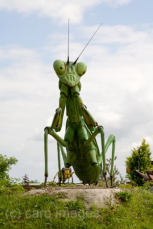 0PR140601D037CAROE.JPG