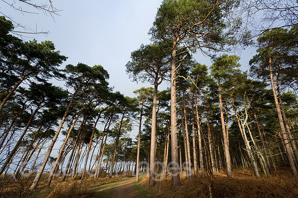 0PR150102D047CAROE.JPG