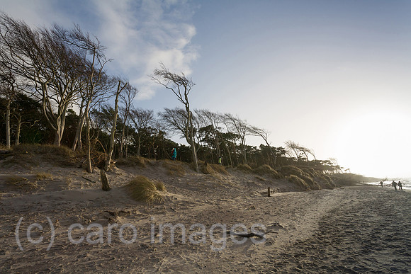 0PR150102D041CAROE.JPG