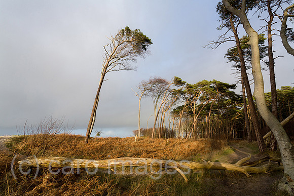 0PR150102D045CAROE.JPG