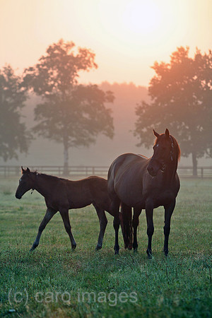 00S060721D021CARO.JPG