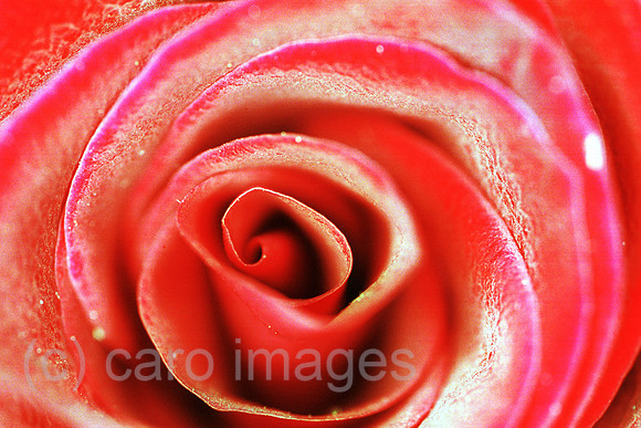 00S60931CARO.JPG