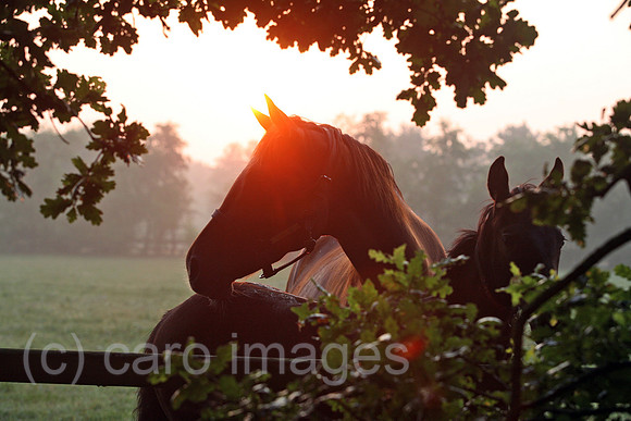 00S060721D014CARO.JPG