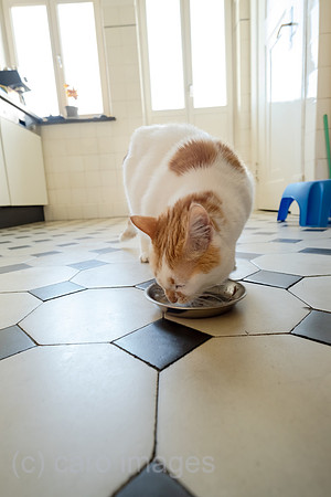 Deutschland, Bremen - Katze beim Fressen in der Kueche