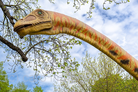 Deutschland, Hannover - Modell eines Dinosauriers (Seismosaurus) des Landesmuseum Hannover