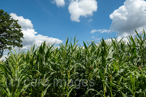 Deutschland, Stuhr - Maisfeld