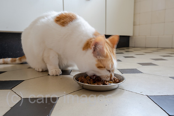 Deutschland, Bremen - Katze beim Fressen in der Kueche