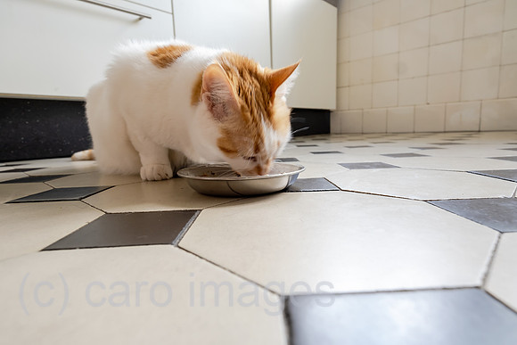 Deutschland, Bremen - Katze beim Fressen in der Kueche