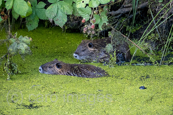 Deutschland, Bremen - Die Nutria (Biberratte oder Sumpfbiber) ist eine aus Suedamerika stammende und in Mitteleuropa angesiedelte Nagetierart