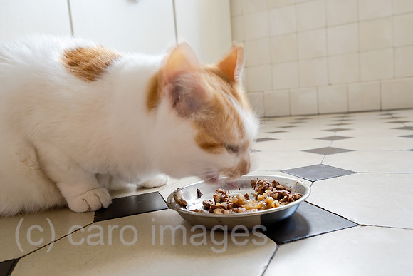 Deutschland, Bremen - Katze beim Fressen in der Kueche