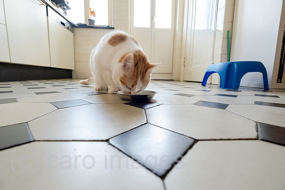 Deutschland, Bremen - Katze beim Fressen in der Kueche