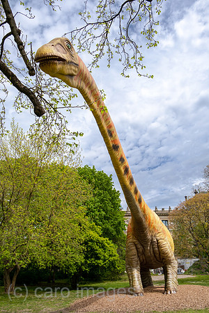 Deutschland, Hannover - Modell eines Dinosauriers (Seismosaurus) des Landesmuseum Hannover