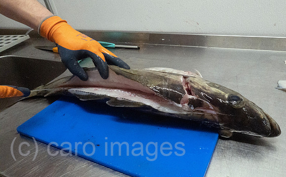 00S230405D051CAROEX.JPG