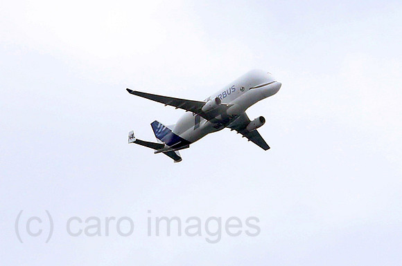 00S230630D020CAROEX.JPG