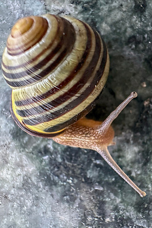 00S230725D150CAROEX.JPG