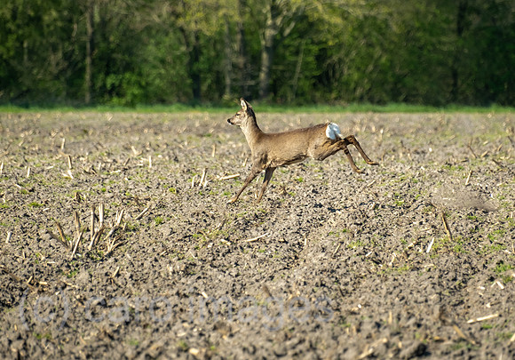 Deutschland, Barenburg - Fluechtendes Reh auf einem Feld