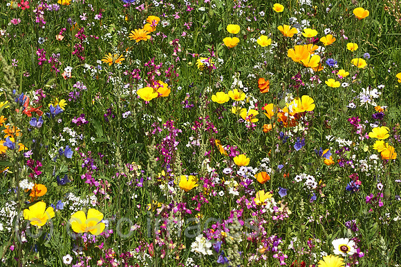 00S230708D087CAROEX.JPG