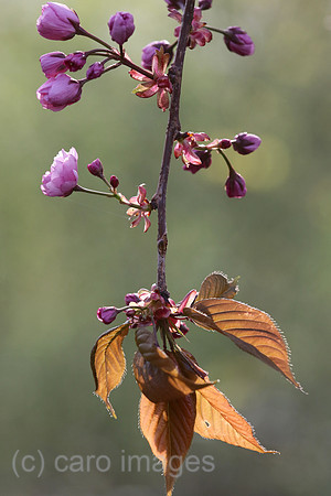 00S230428D087CAROEX.JPG
