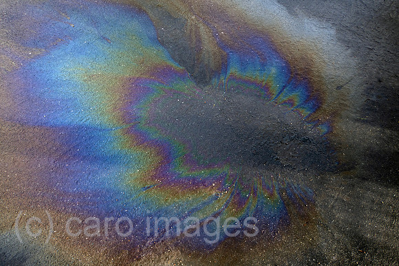 00S230411D059CAROEX.JPG