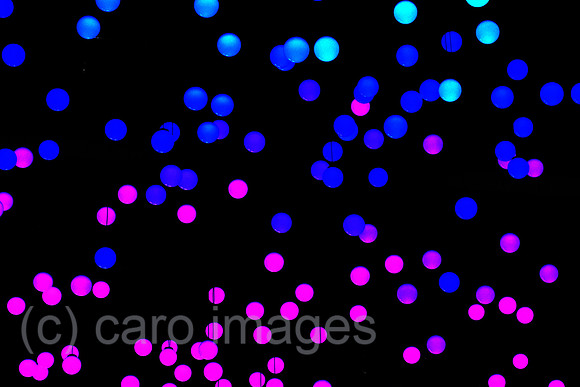 00S230811D175CAROEX.JPG
