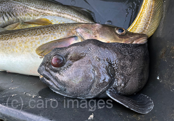00S230402D042CAROEX.JPG