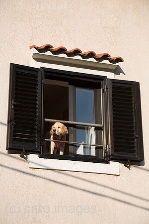 Kroatien, Lovran - Labrador schaut aus dem Fenster einer Wohnung