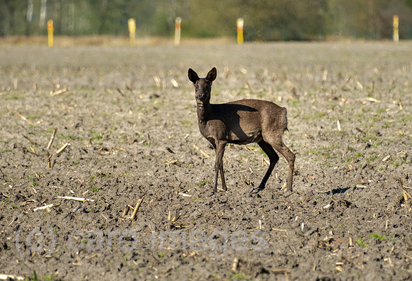 Deutschland, Barenburg - Reh auf einem Feld