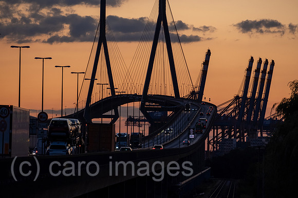 00A220831D486CAROEX.JPG