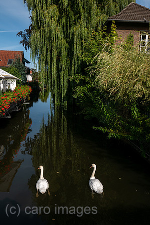 00A180826D256CAROEX.JPG