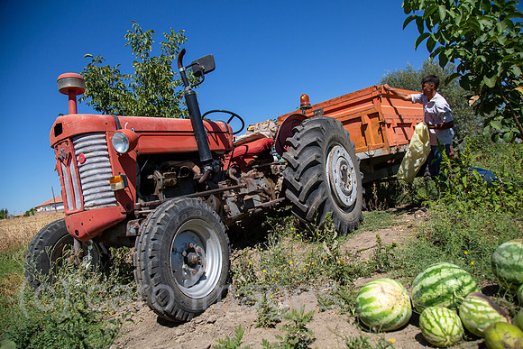00A170903D020CAROEX.JPG