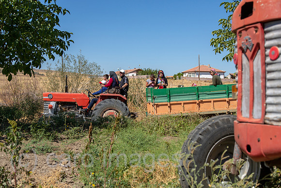00A170903D008CAROEX.JPG