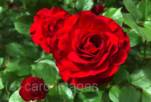 00S200529D438CARO.JPG