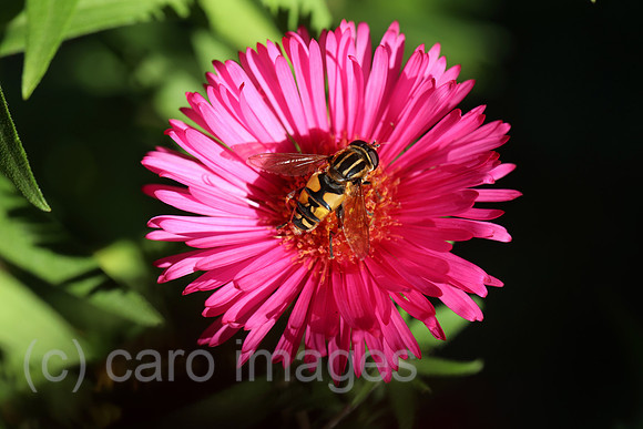 00S221026D137CAROEX.JPG