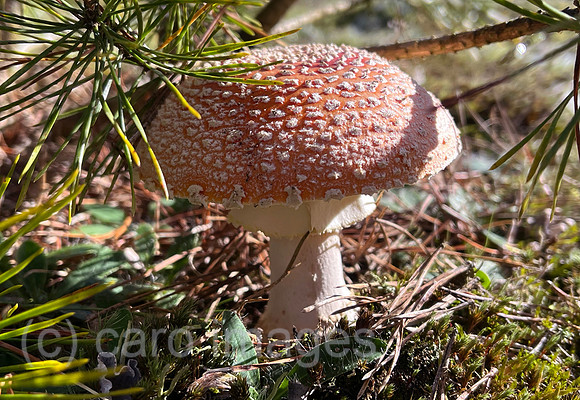 00S221011D096CAROEX.JPG