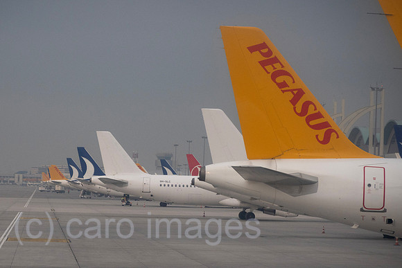 00S230326D346CAROEX.JPG
