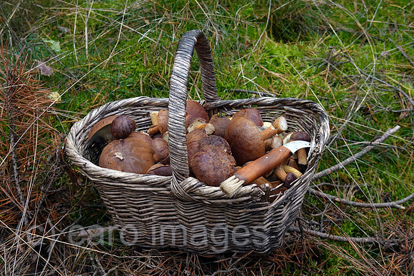 00S221014D107CAROEX.JPG