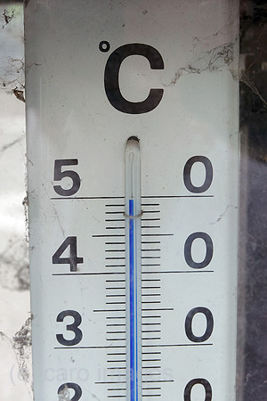 00S220718D065CAROEX.JPG