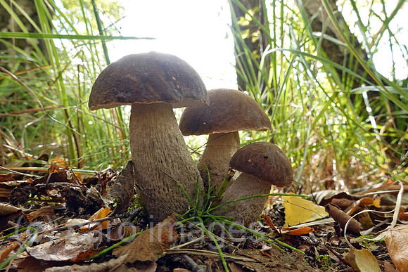 00S221010D088CAROEX.JPG
