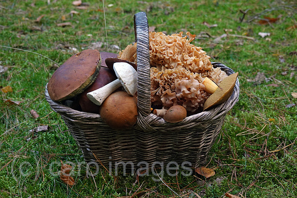 00S221010D094CAROEX.JPG