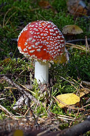 00S221015D119CAROEX.JPG