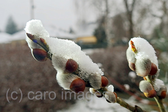 00S230309D222CAROEX.JPG