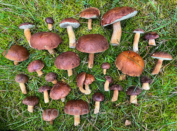 00S221014D110CAROEX.JPG